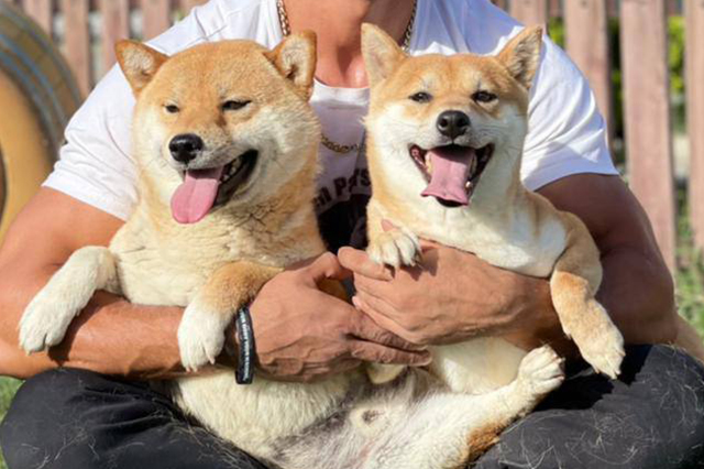 مولد نژاد شیبا اینو مایا